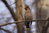 Jaseur boréal (Bohemian Waxwing)