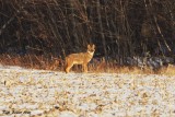 Animaux - Animals