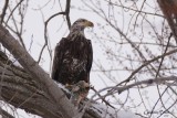 Pygargue à tête blanche (Bald Eagle)