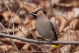 Jaseur boréal (Bohemian Waxwing)