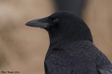 Corneille dAmrique (American Crow)