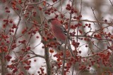 Durbec des sapins (Pine Grosbeak)