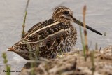 Bcassine de Wilson (Common Snipe)