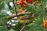 Piranga carlate (Scarlet Tanager)