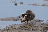 Bcasseau  croupion blanc (White-rumped Sandpiper)