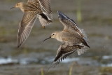 Bcasseau variable (Dunlin)