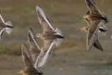 Bcasseau variable (Dunlin)