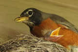 Merle dAmrique (American Robin)