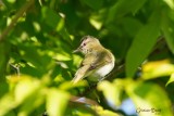 Viro aux yeux rouges (Red-eyed Vireo)