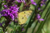 Clouded Sulphur Butterfly 
