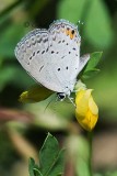 Eastern Tailed Blue Butterfly 