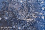 Frost Impressions in Blue 