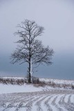 Lone Winter Tree 
