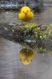Prothonotary Warbler 
