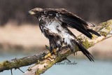 Young Bald Eagle Ready to Fly 