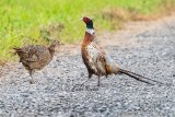 Pheasant Stroll 