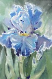 Bettys Blue Iris 1.jpg