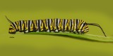 MACRO_MONARCH_LARVA_100ppi_IMG_9778_copy.jpg