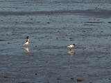 Shelducks