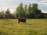 Summer meadow