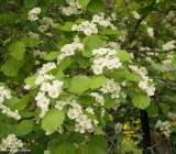 Hawthorn (<em>Crataegus</em>)