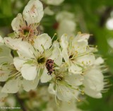 Spotted lady beetle (<em>Coleomegilla maculata</em>)