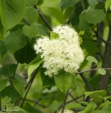 Nannyberry (<em>Viburnum lentago</em>)