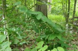 Solomons seal (<em>Polygonatum</em>)