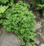 Herb robert (<em>Geranium robertianum</em>)