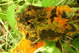 Hydnophlebia chrysorhiza (growing portion)