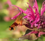 Hummingbird clearwing moth (<em>Hemaris thysbe</em>)