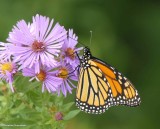 Monarch butterfly  (<em>Danaus plexippus</em>)