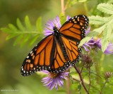 Monarch butterfly  (<em>Danaus plexippus</em>)