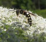 Digger Wasps (Family: Crabronidae)