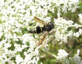 Potter Wasps and Mason Wasps (Family: Vespidae, Subfamily Eumeninae)