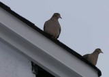 Mourning doves