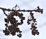 Ash flower galls  (<em>Aceria fraxiniflora</em>)
