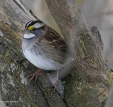 White-throated sparrow