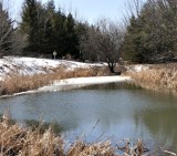 Amphibian pond