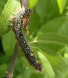 Forest tent caterpillar  (<em>Malacosoma disstria</em>)