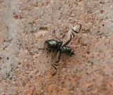 Signal Flies (Family: Platystomatidae)