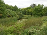 Amphibian Pond at the Fletcher Wildlife Garden
