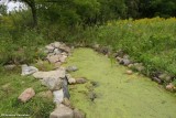 Butterfly Meadow