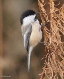 Black-capped chickadee