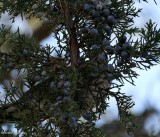 Juniper fruit.... and robin