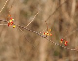 Oriental bittersweet (<em>Celastrus orbiculatus</em>)
