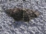 Small engrailed moth (<em>Ectropis crepuscularia</em>), #6597