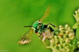 Metallic green sweat bee (<em>Agapostemon</em>)?