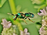 Metallic green sweat bee (<em>Agapostemon</em>)?