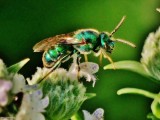 Metallic green sweat bee (<em>Agapostemon</em>)?